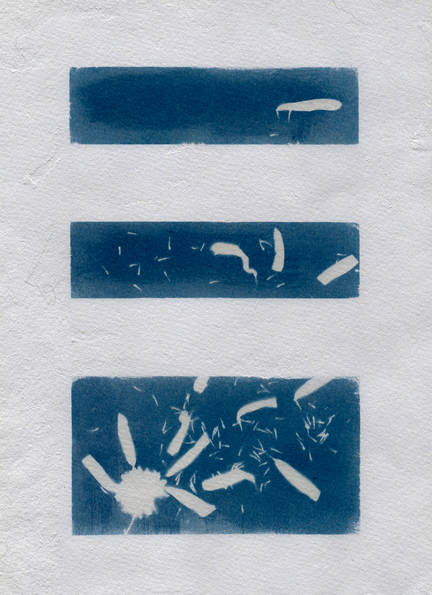 Cyanotype End of Daisey Craig Richards (1 of 1)