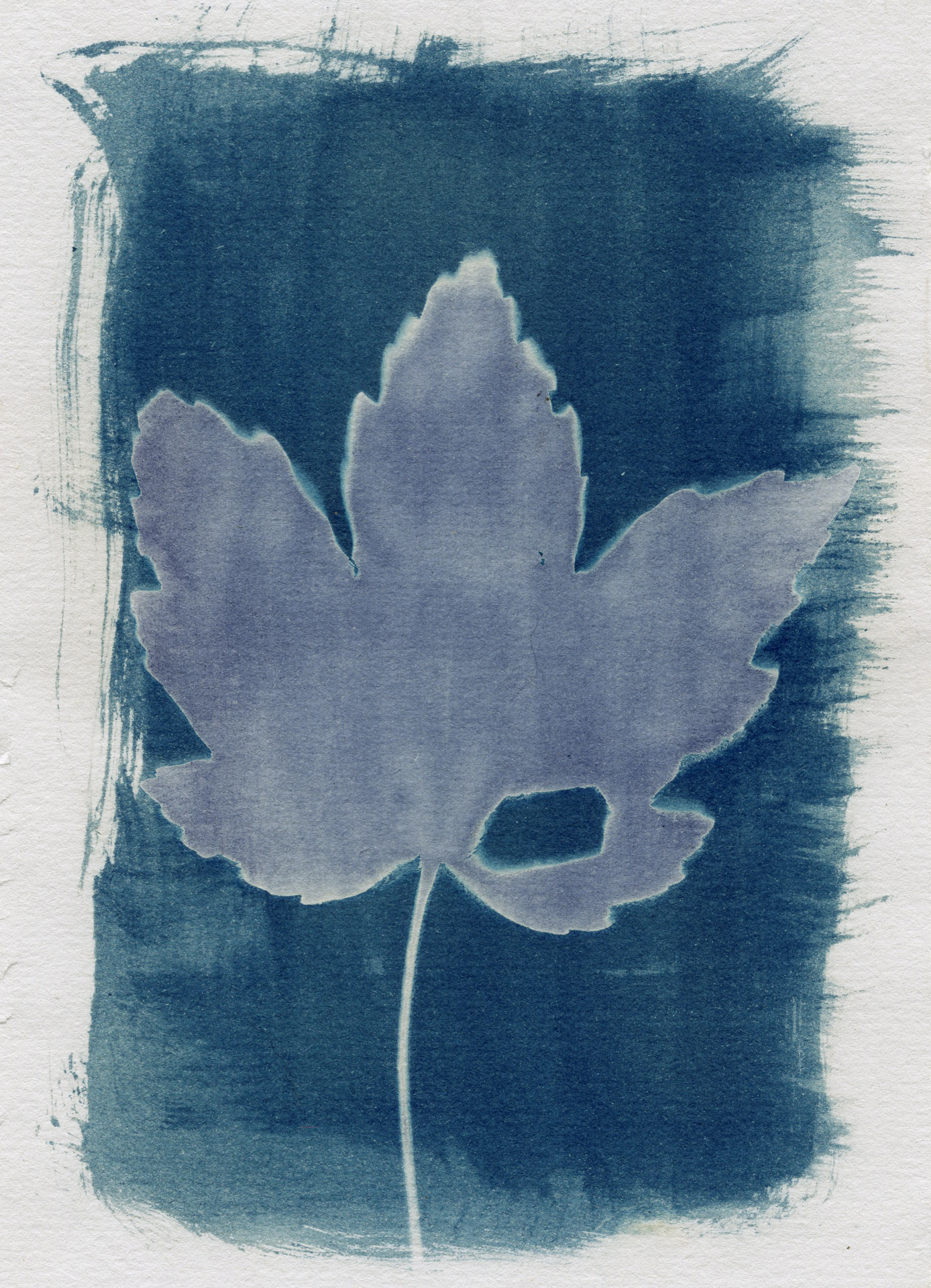 Cyanotype leaf Craig Richards (1 of 1)