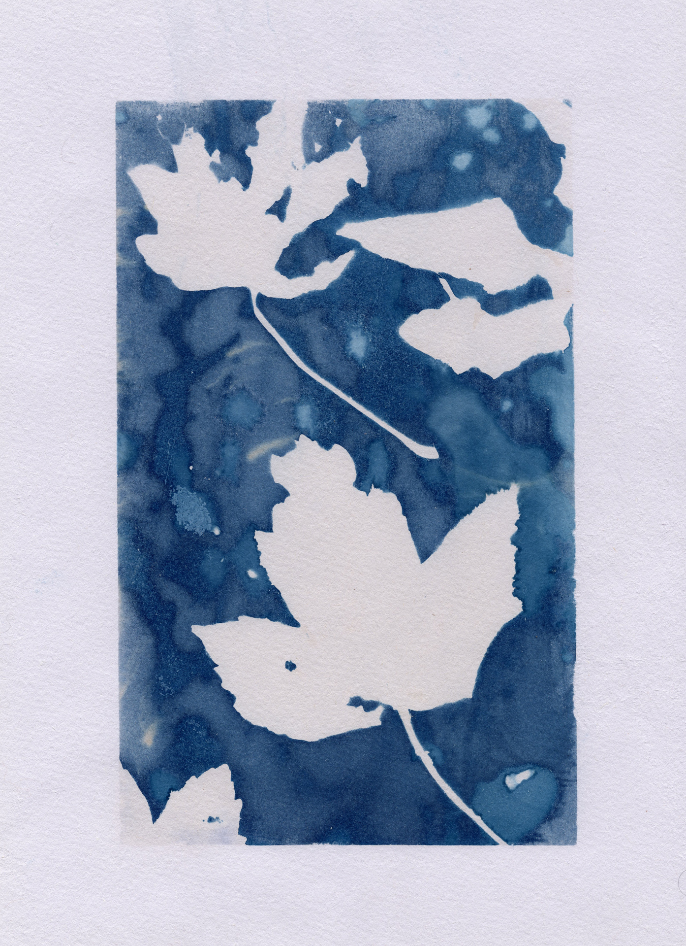 Cyanotype leafs Craig Richards (1 of 1)-2