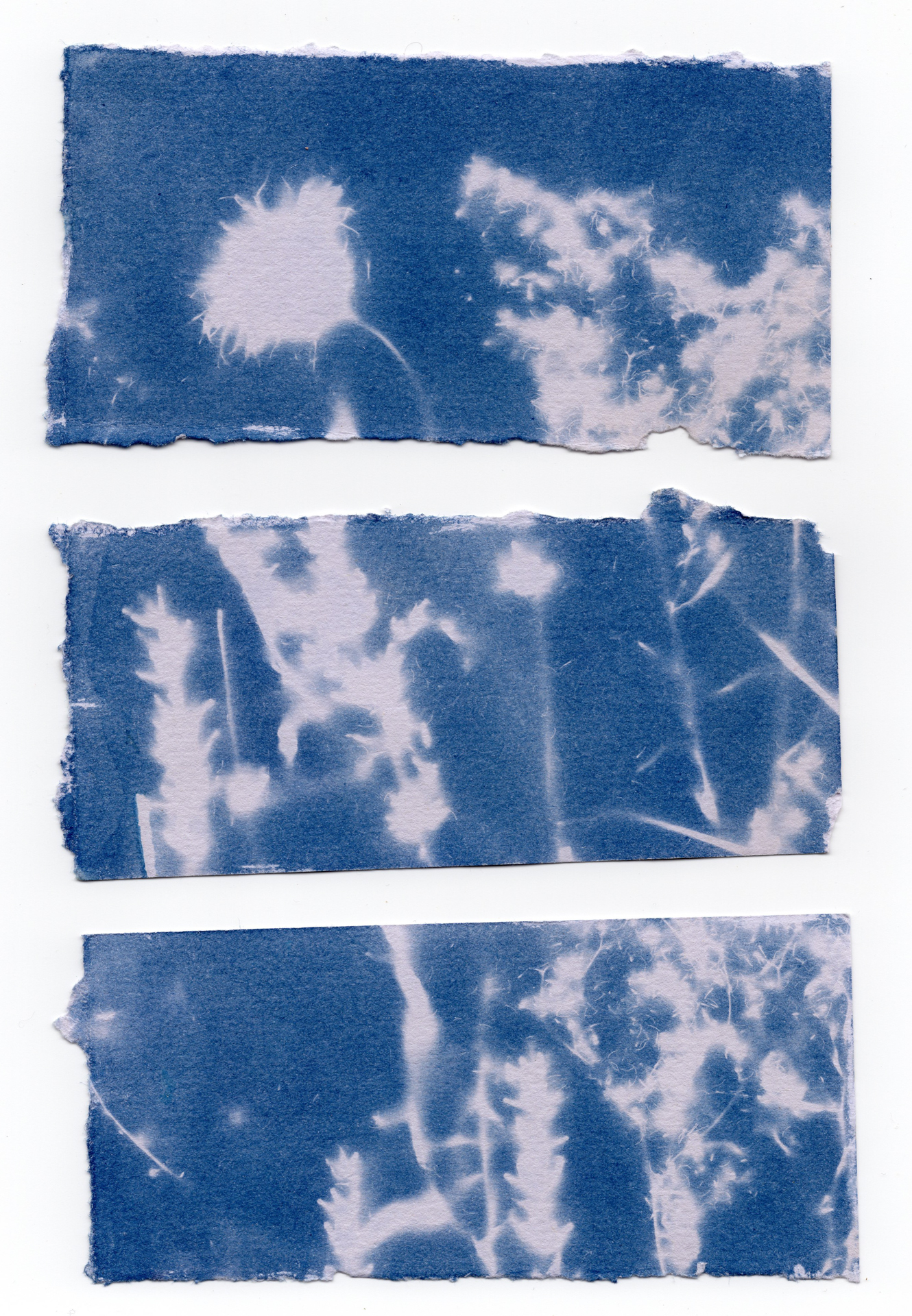 Cyanotype summer Craig Richards (1 of 1)
