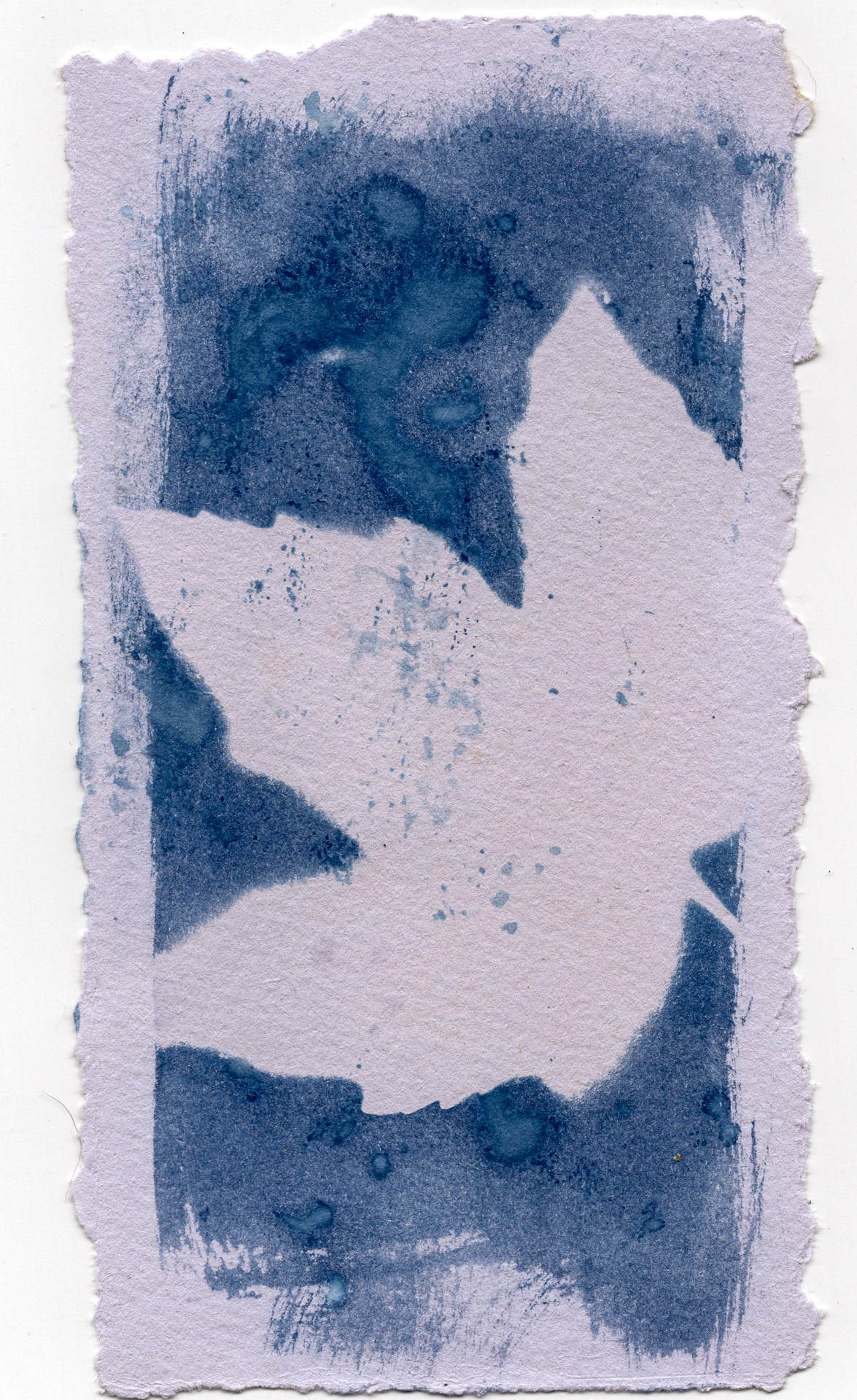 Cyanotype wet leaf Craig Richards (1 of 1)