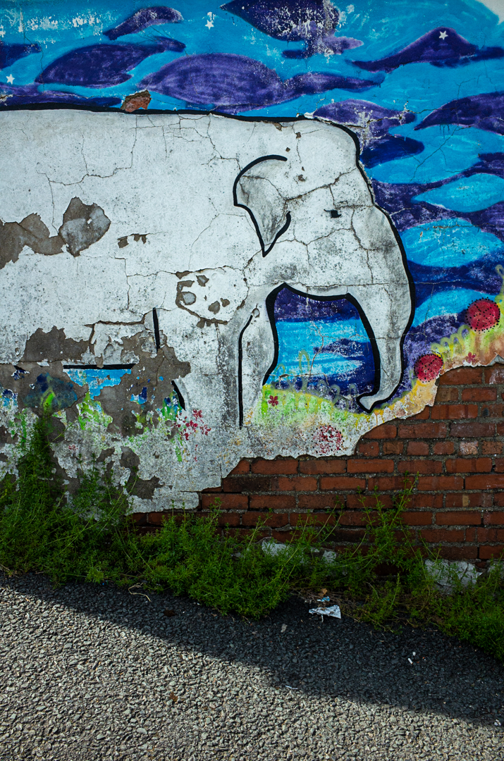 ELEPHANT-0010307